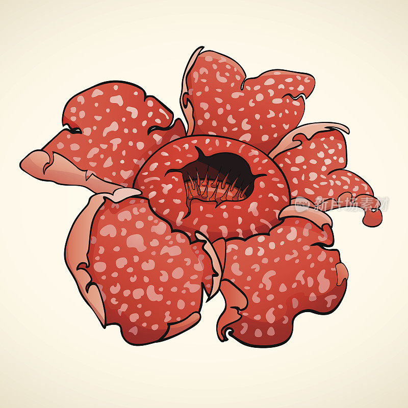 Rafflesia或Corpse flower